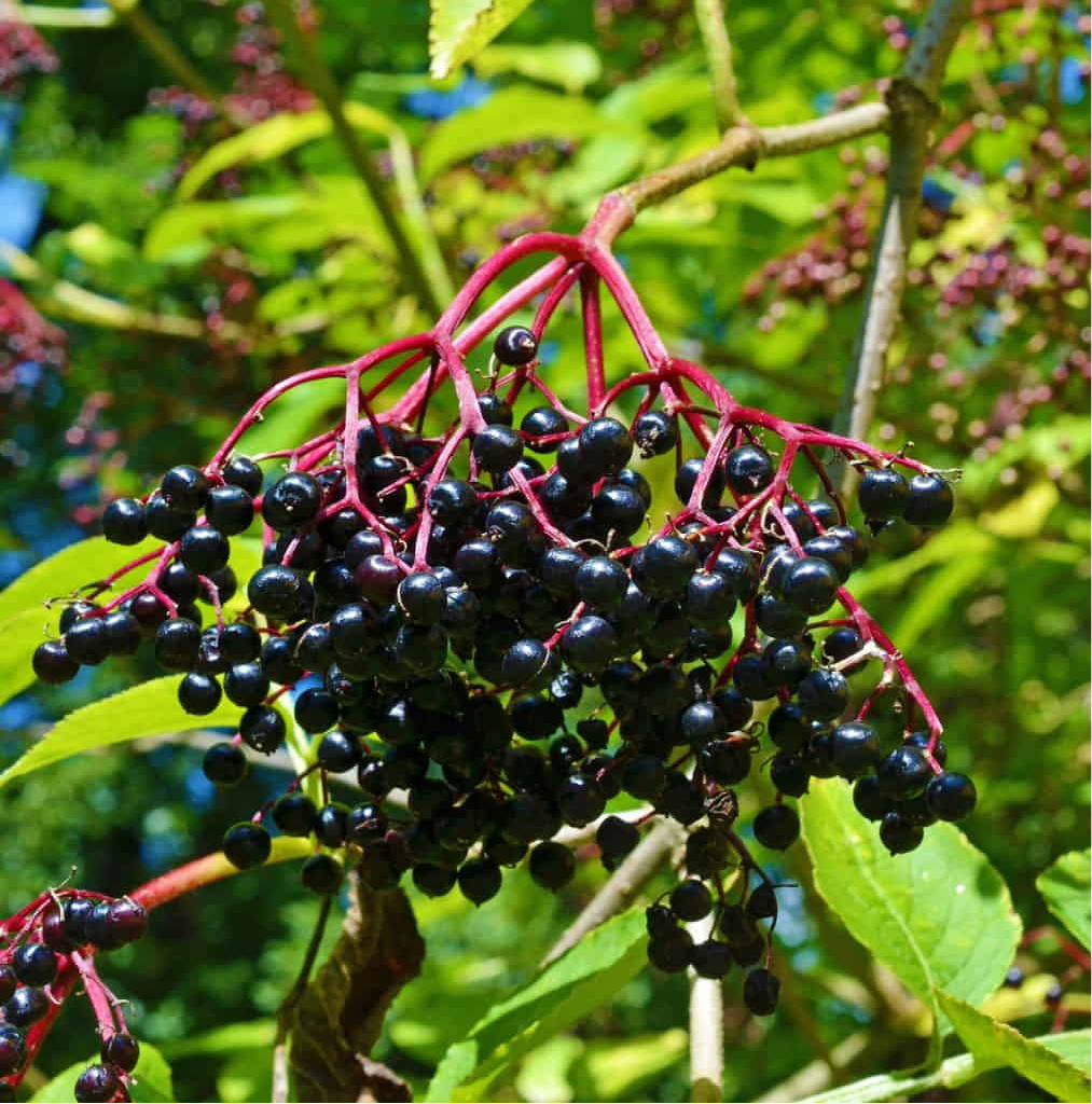 Organic Elderberry Syrup Kit - Jar (makes 32oz)