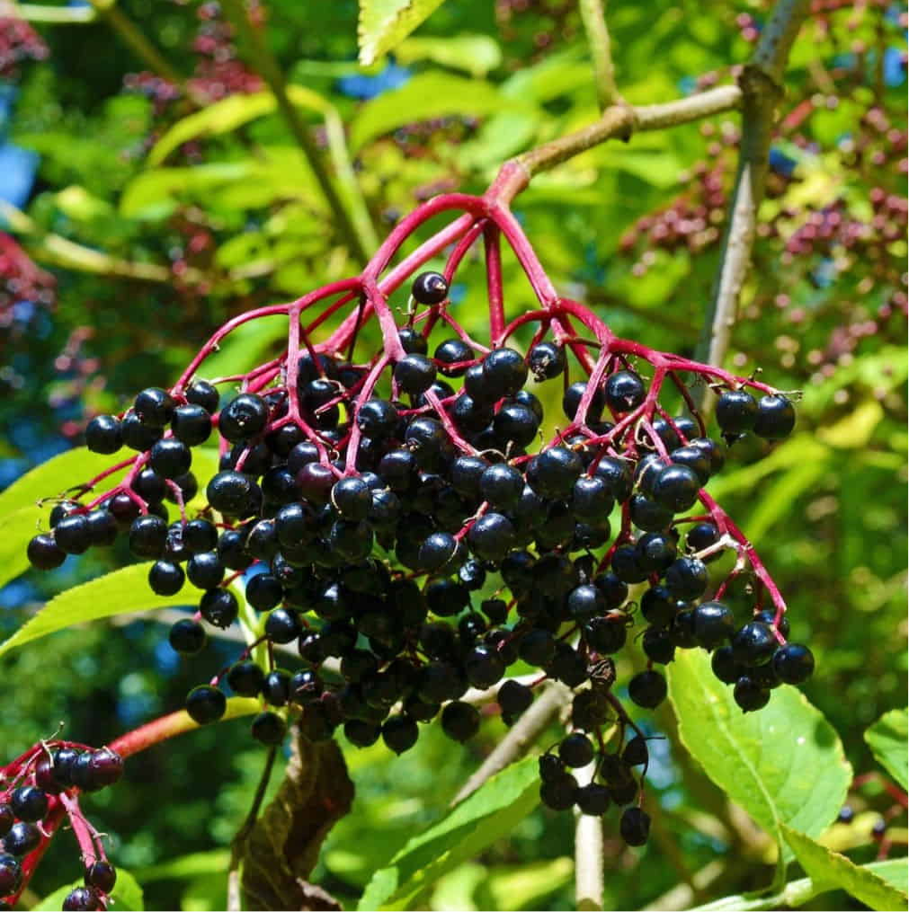 Organic Elderberry Syrup Kit - Bag (makes 16oz)