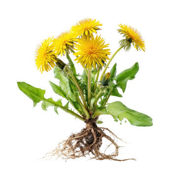 Liver Detox Glycerite